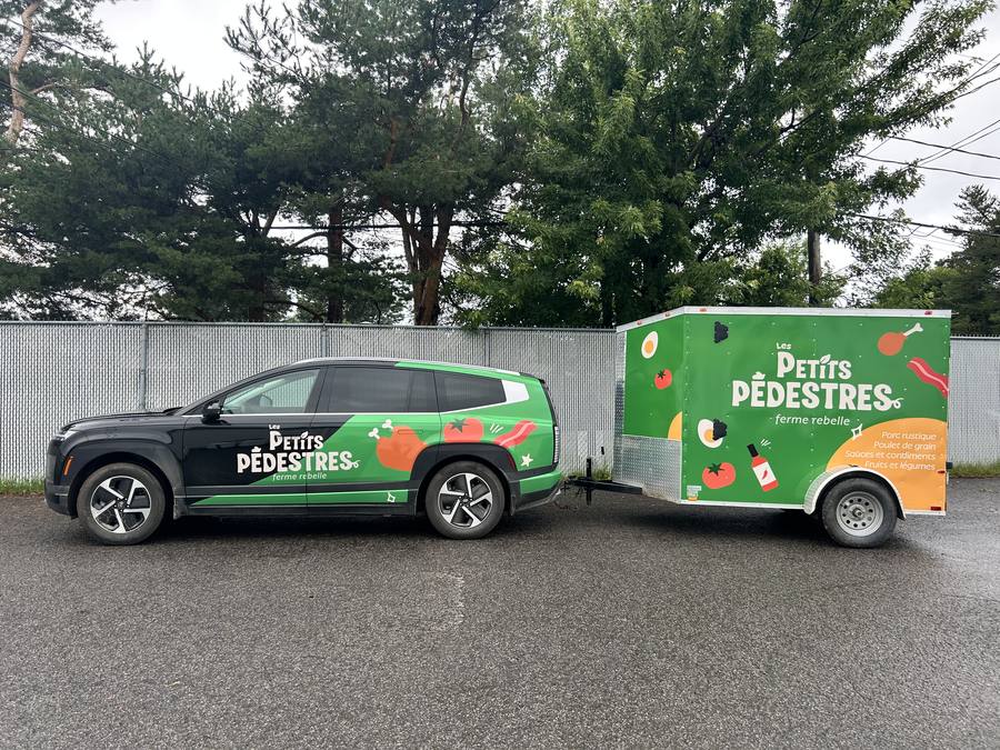 Lettrage complet d’un VUS et d’une remorque pour la ferme Les Petits Pédestres
